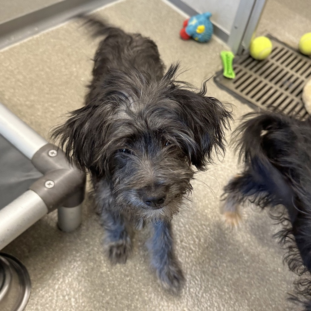 Rose, an adoptable Mixed Breed in Hailey, ID, 83333 | Photo Image 3