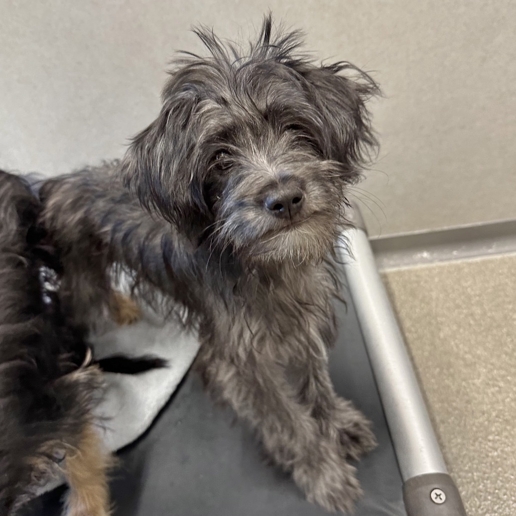 Rose, an adoptable Mixed Breed in Hailey, ID, 83333 | Photo Image 4