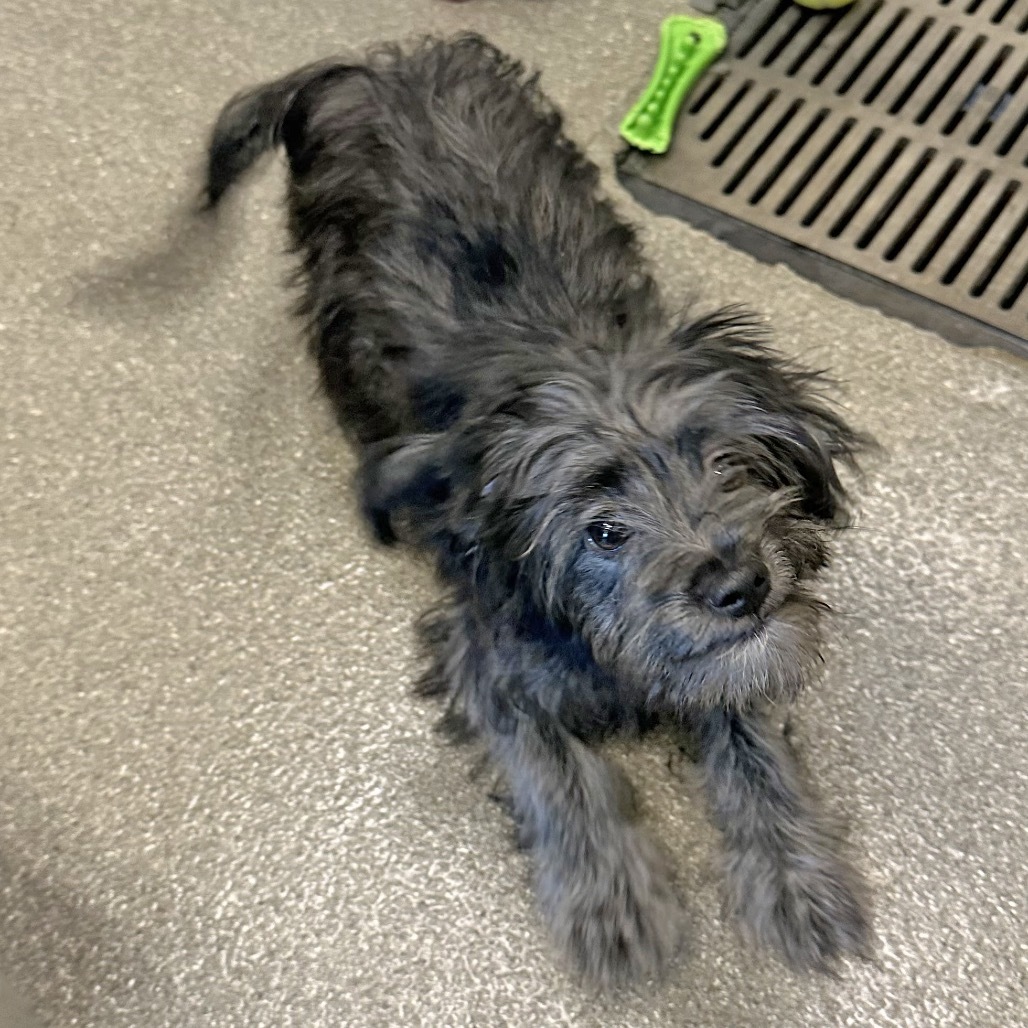 Rose, an adoptable Mixed Breed in Hailey, ID, 83333 | Photo Image 5