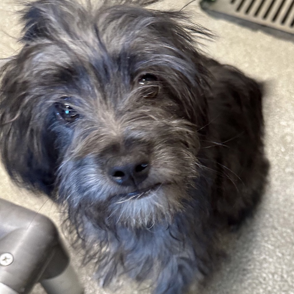 Rose, an adoptable Mixed Breed in Hailey, ID, 83333 | Photo Image 6