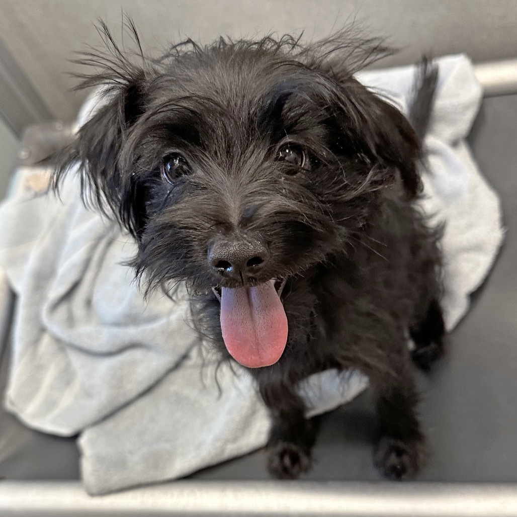 Zinna, an adoptable Mixed Breed in Hailey, ID, 83333 | Photo Image 1