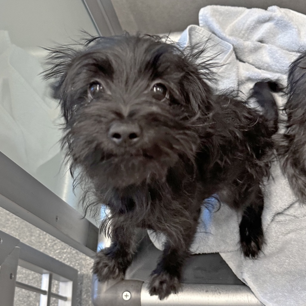 Zinna, an adoptable Mixed Breed in Hailey, ID, 83333 | Photo Image 2