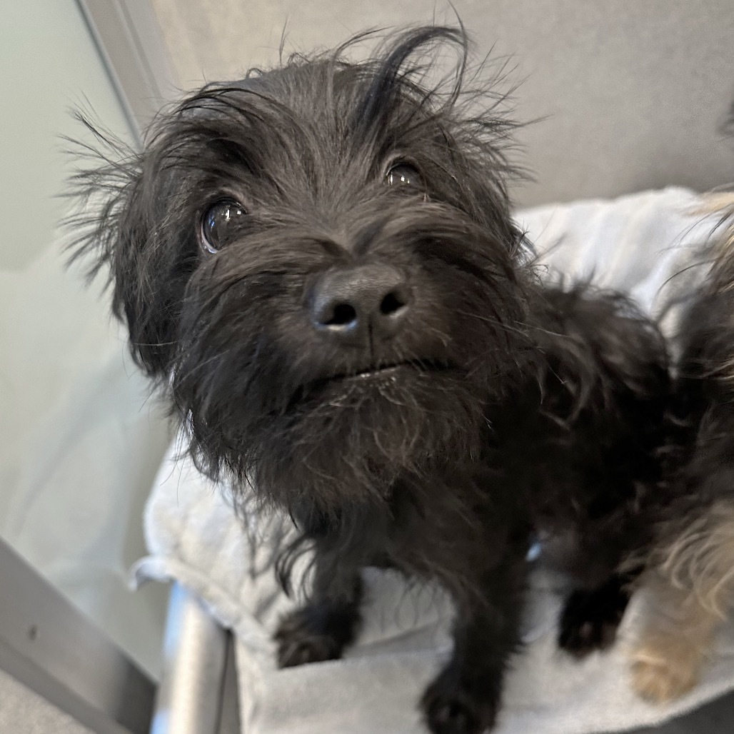 Zinna, an adoptable Mixed Breed in Hailey, ID, 83333 | Photo Image 3