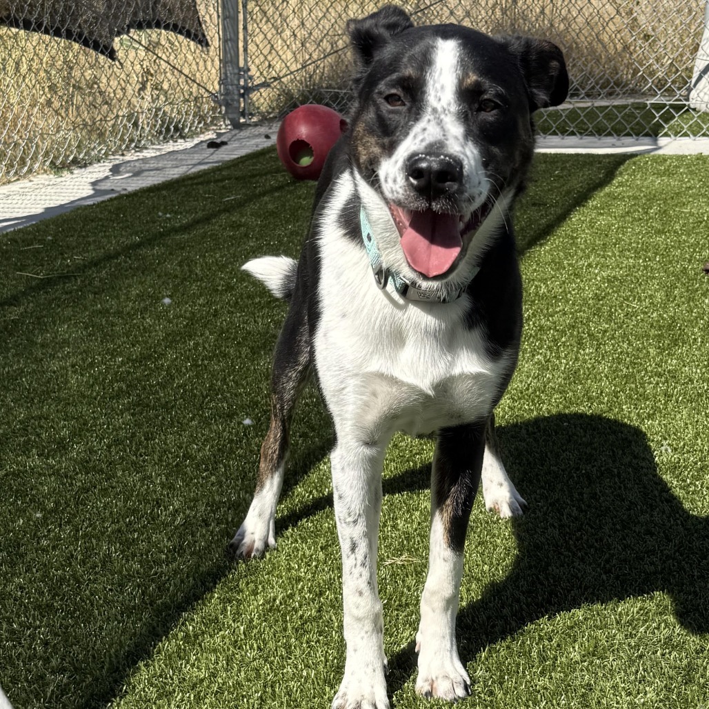 Vega, an adoptable Australian Cattle Dog / Blue Heeler in Cody, WY, 82414 | Photo Image 1