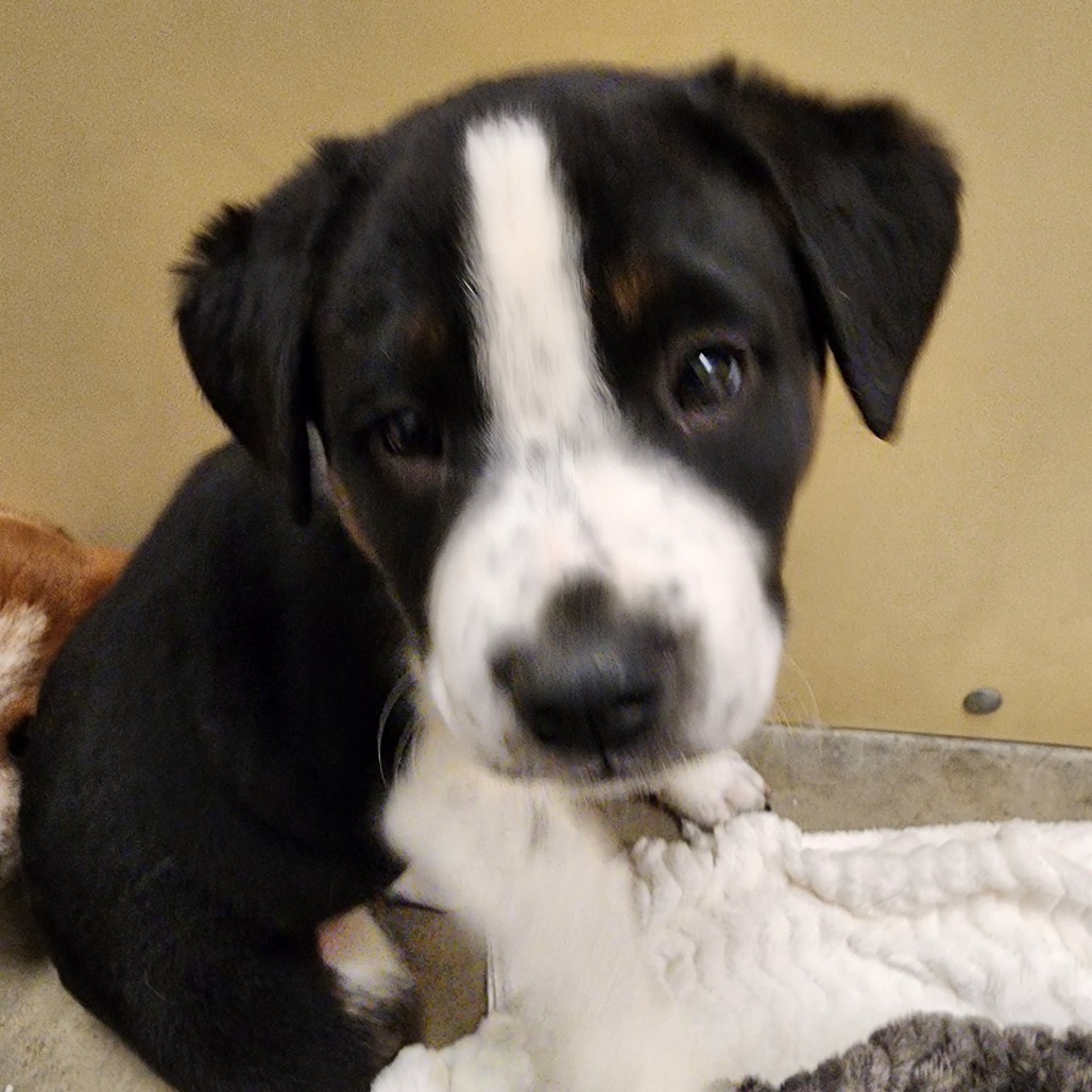 Vega, an adoptable Australian Cattle Dog / Blue Heeler in Cody, WY, 82414 | Photo Image 2