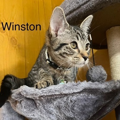 Winston, an adoptable Domestic Short Hair in Cody, WY, 82414 | Photo Image 1