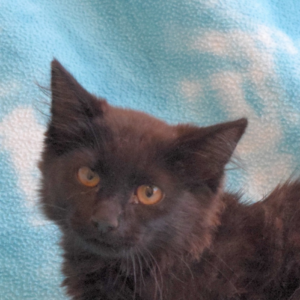 Mo, an adoptable Domestic Medium Hair in Eureka, CA, 95503 | Photo Image 1