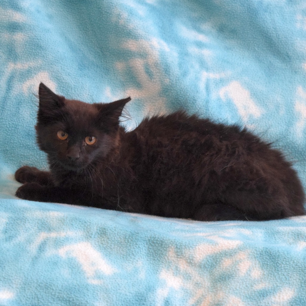 Mo, an adoptable Domestic Medium Hair in Eureka, CA, 95503 | Photo Image 2