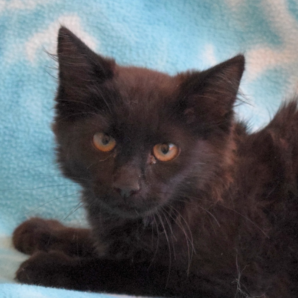 Mo, an adoptable Domestic Medium Hair in Eureka, CA, 95503 | Photo Image 3