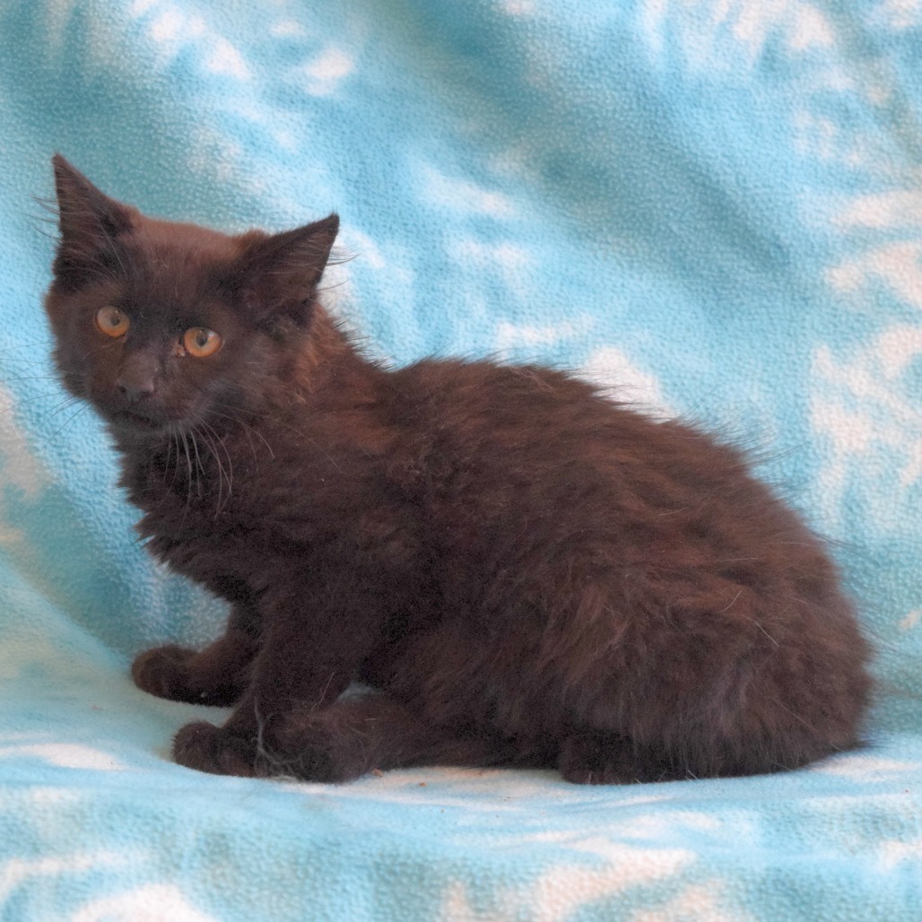 Mo, an adoptable Domestic Medium Hair in Eureka, CA, 95503 | Photo Image 4