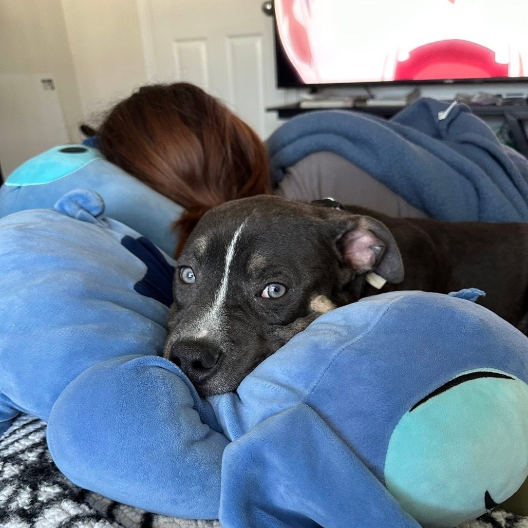 Chocolate Frosted Donut