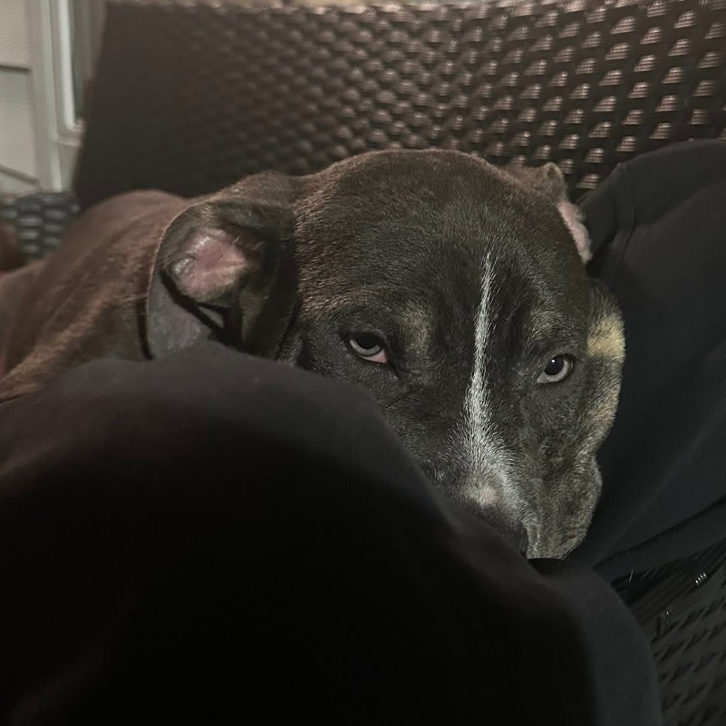 Chocolate Frosted Donut