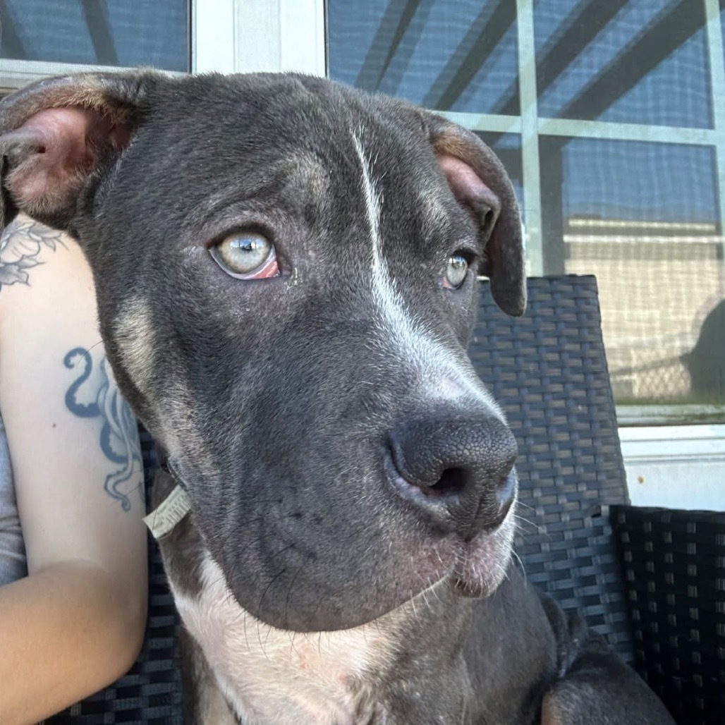 Chocolate Frosted Donut