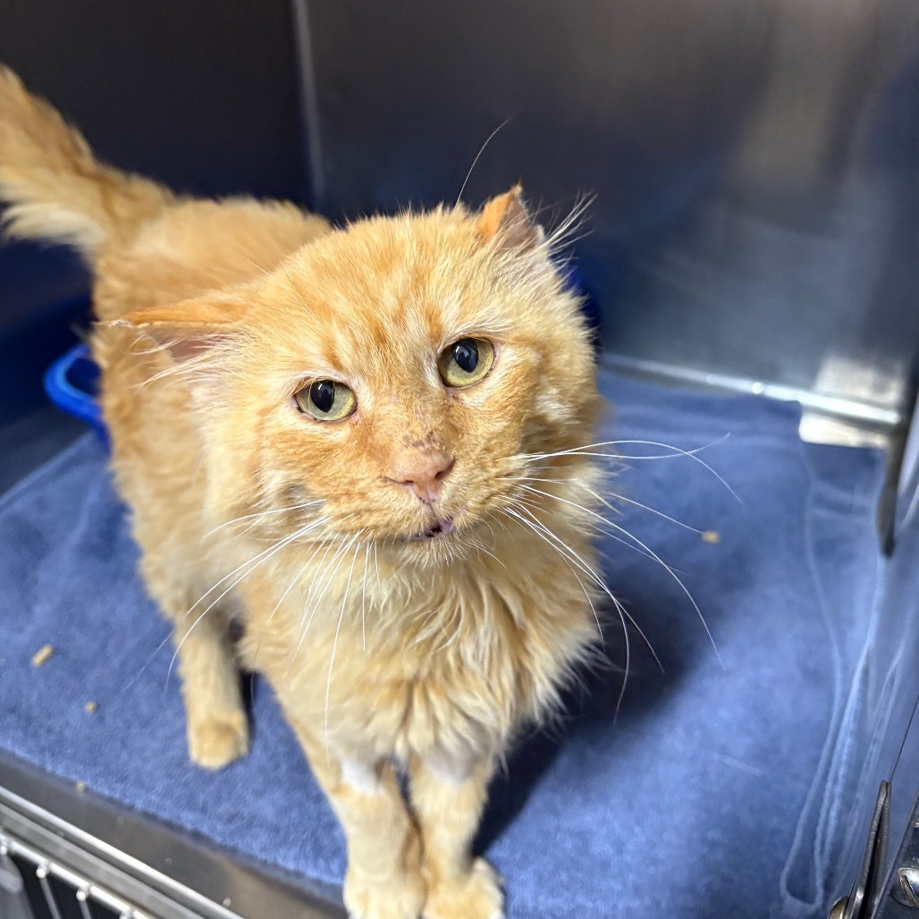 Lion King (Holland Cat Cove)