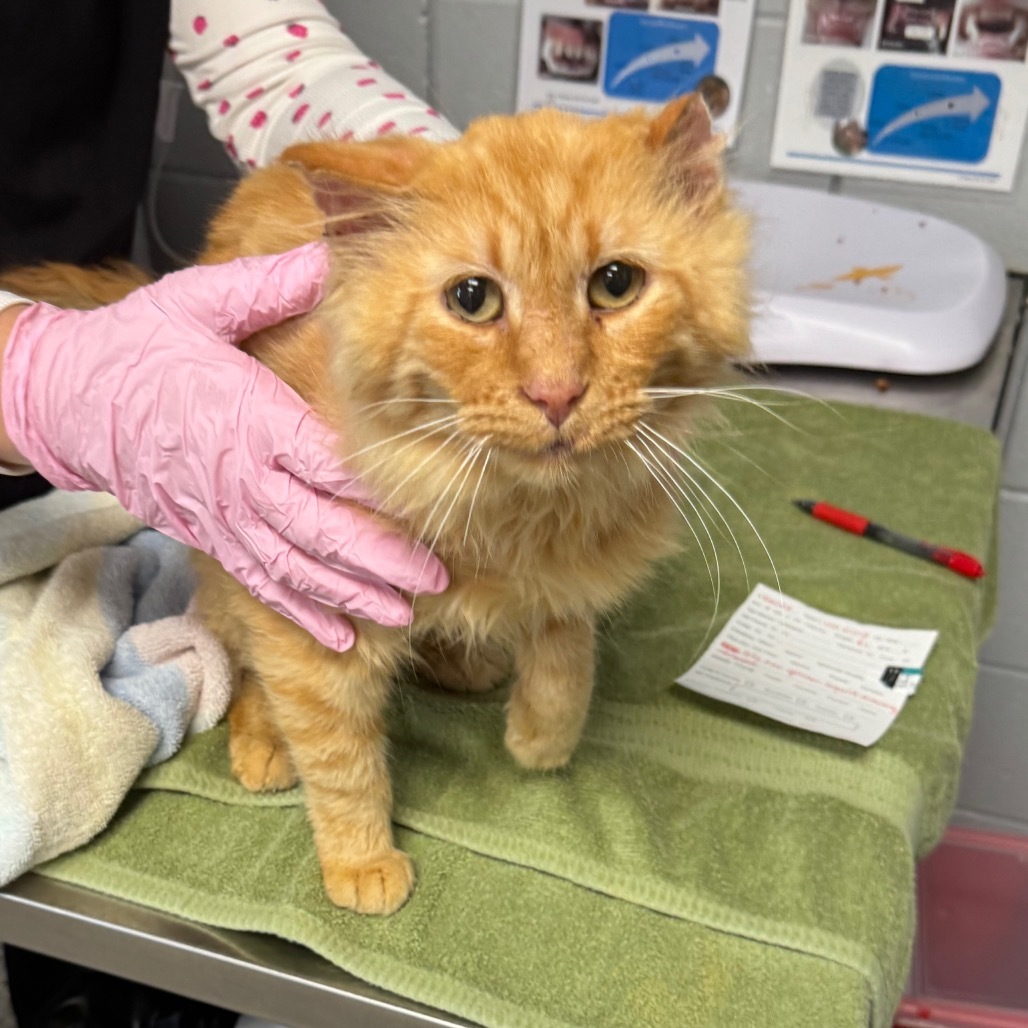 Lion King (Holland Cat Cove)