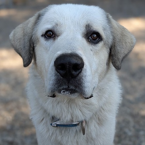 Dozer