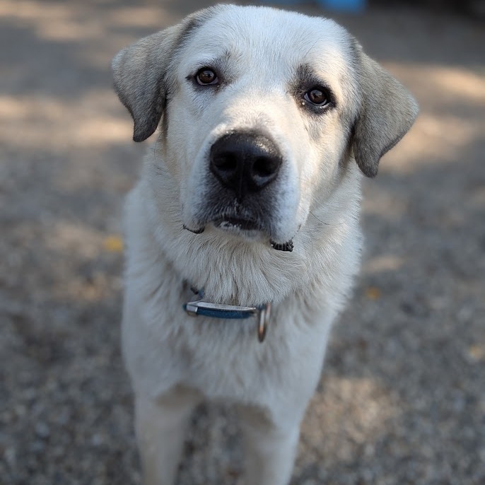 Dozer