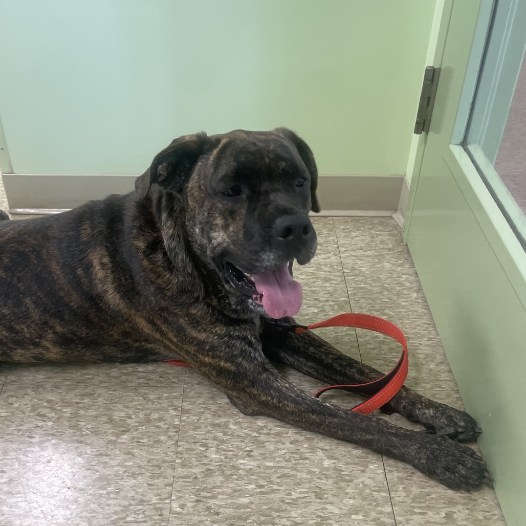Blaze, an adoptable Bullmastiff in Warren, PA, 16365 | Photo Image 1