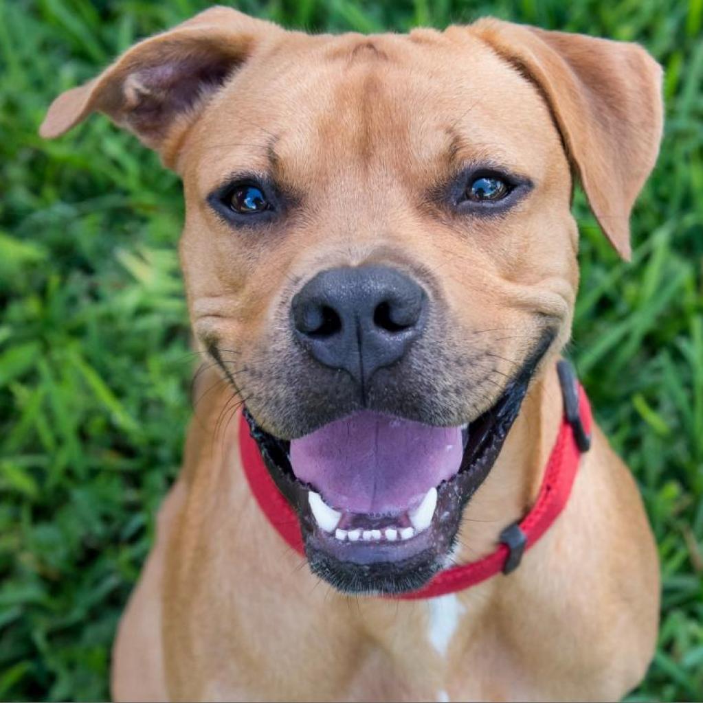 Scooby