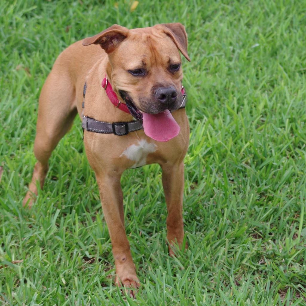 Scooby