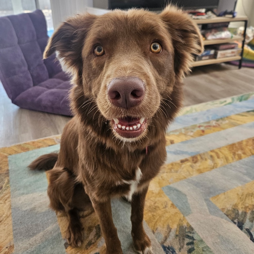 Willow