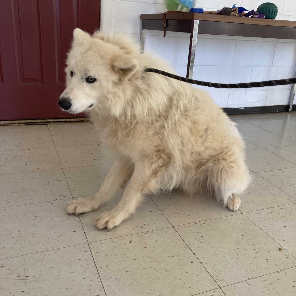 (CCSO) Chip, an adoptable Samoyed in Douglas, AZ, 85607 | Photo Image 1