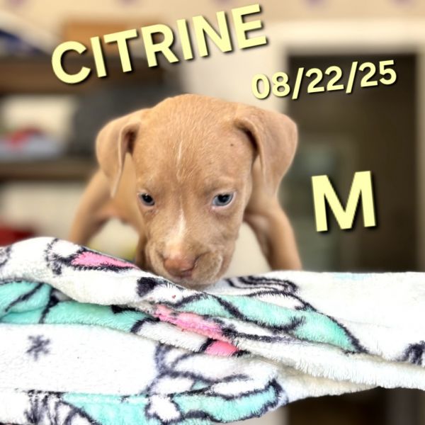 Citrine thumbnail 6