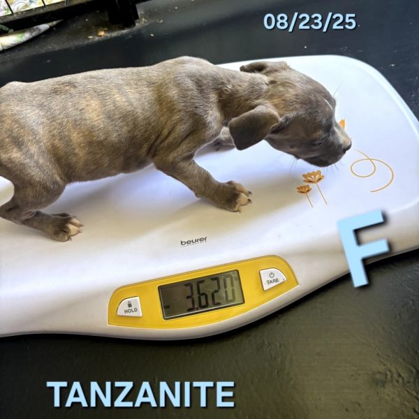 Tanzanite thumbnail 2