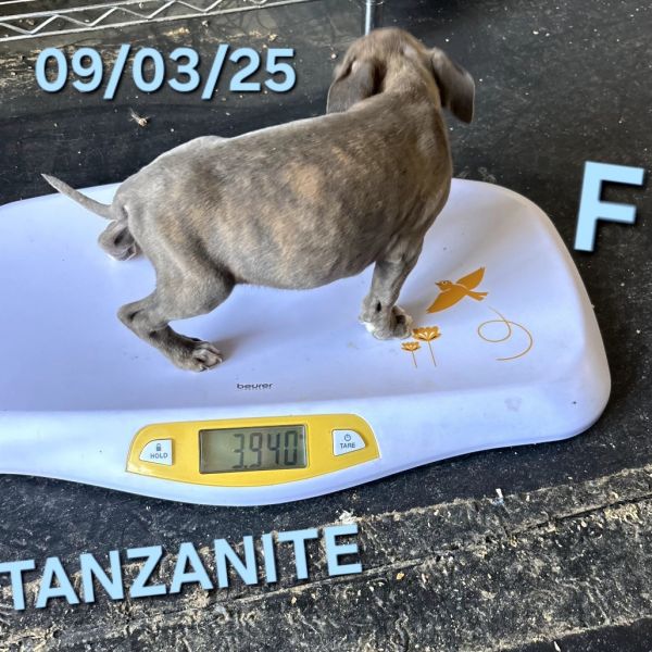 Tanzanite thumbnail 3