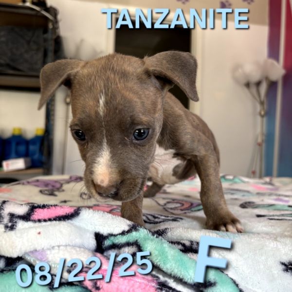 Tanzanite thumbnail 4