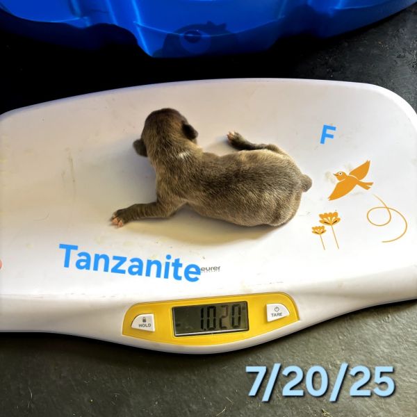 Tanzanite thumbnail 5