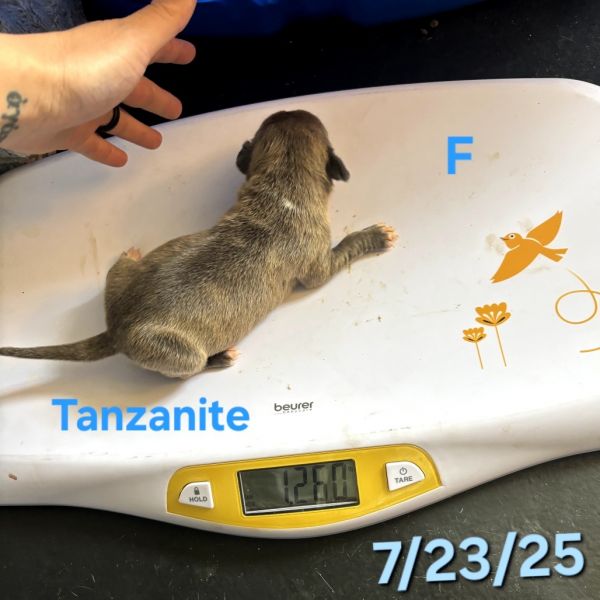 Tanzanite thumbnail 6