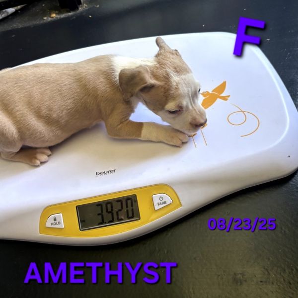 Amethyst thumbnail 2