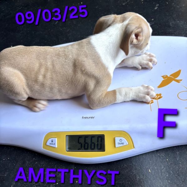 Amethyst thumbnail 3