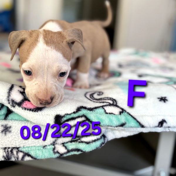 Amethyst thumbnail 4