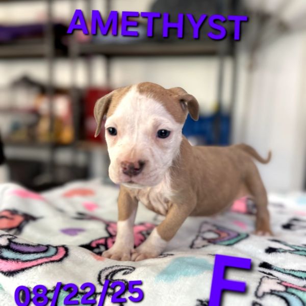 Amethyst thumbnail 5