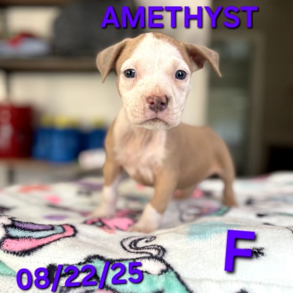 Amethyst thumbnail 6