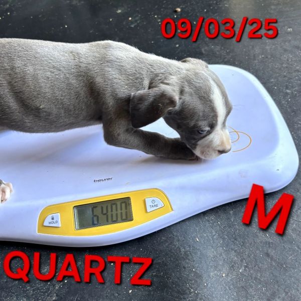 Quartz thumbnail 6