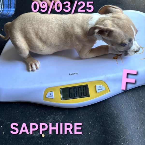 Sapphire thumbnail 2