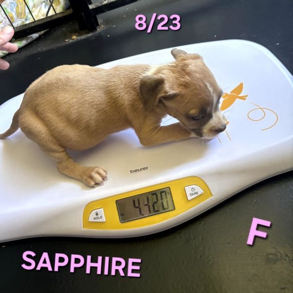 Sapphire thumbnail 3