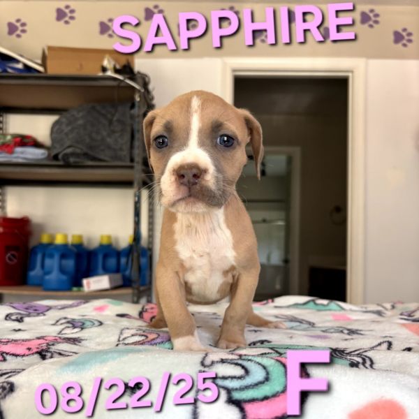 Sapphire thumbnail 4