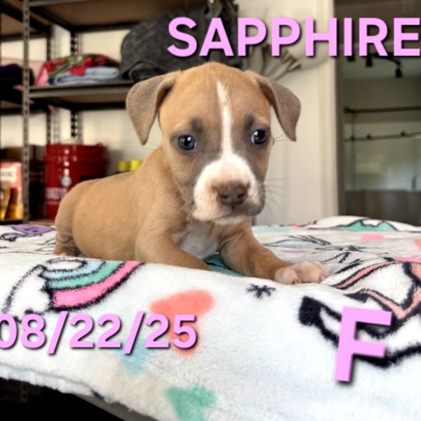 Sapphire thumbnail 5