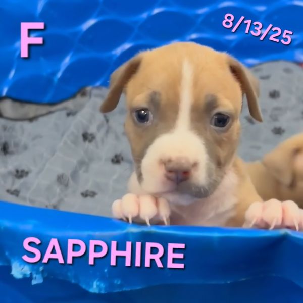 Sapphire thumbnail 6