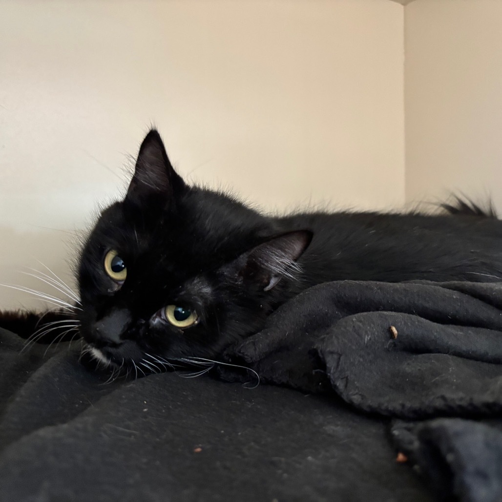 Honey Comb, an adoptable Domestic Long Hair in Park City, UT, 84098 | Photo Image 2