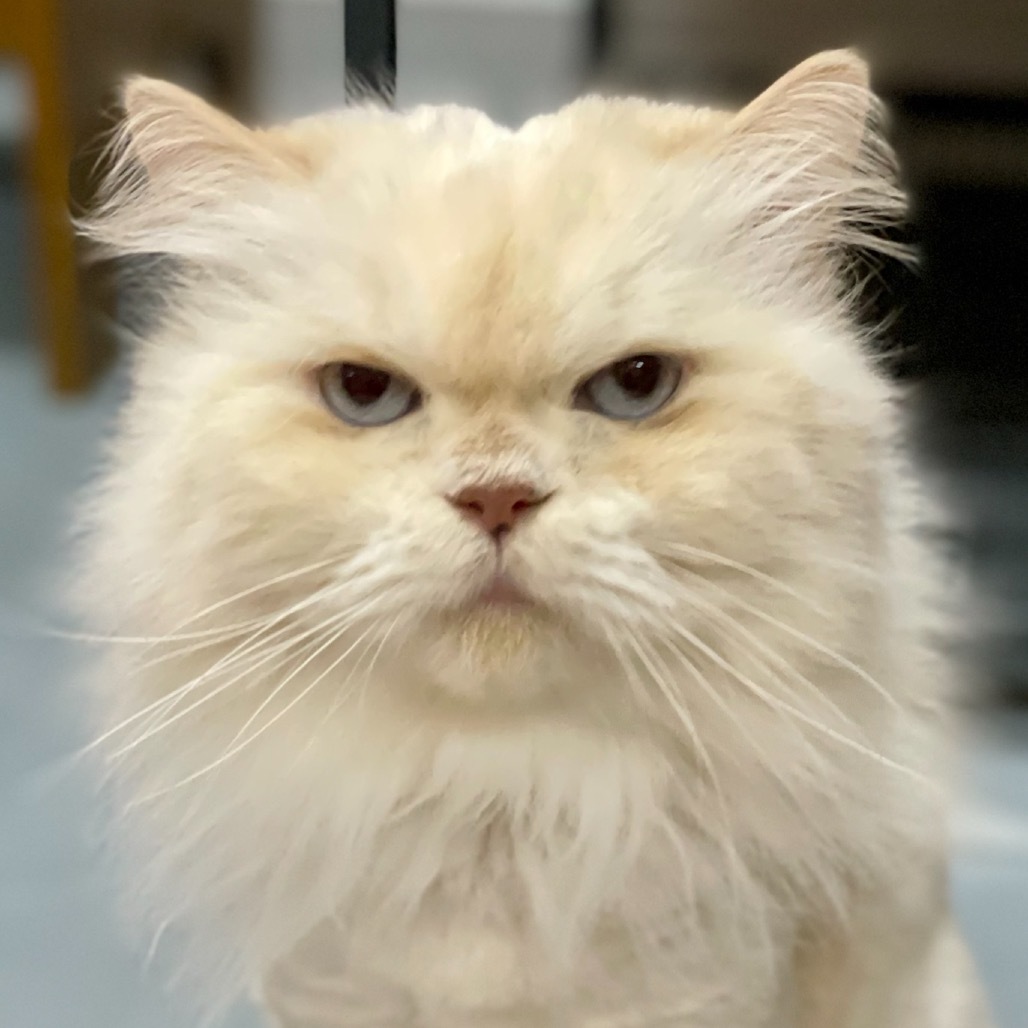 GRUMPY LOVE