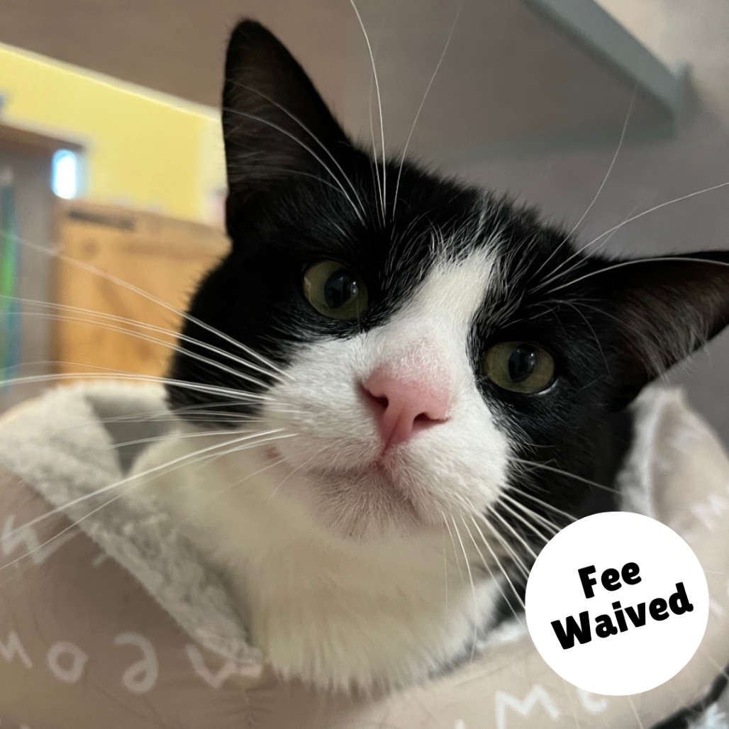 Miklo, an adoptable Domestic Short Hair in Glenwood Springs, CO, 81601 | Photo Image 1