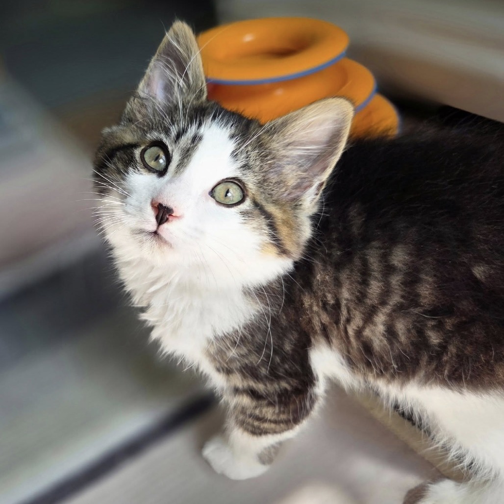 Cedric (paired with Fred)