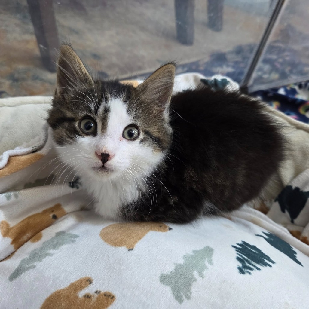 Cedric (paired with Fred)