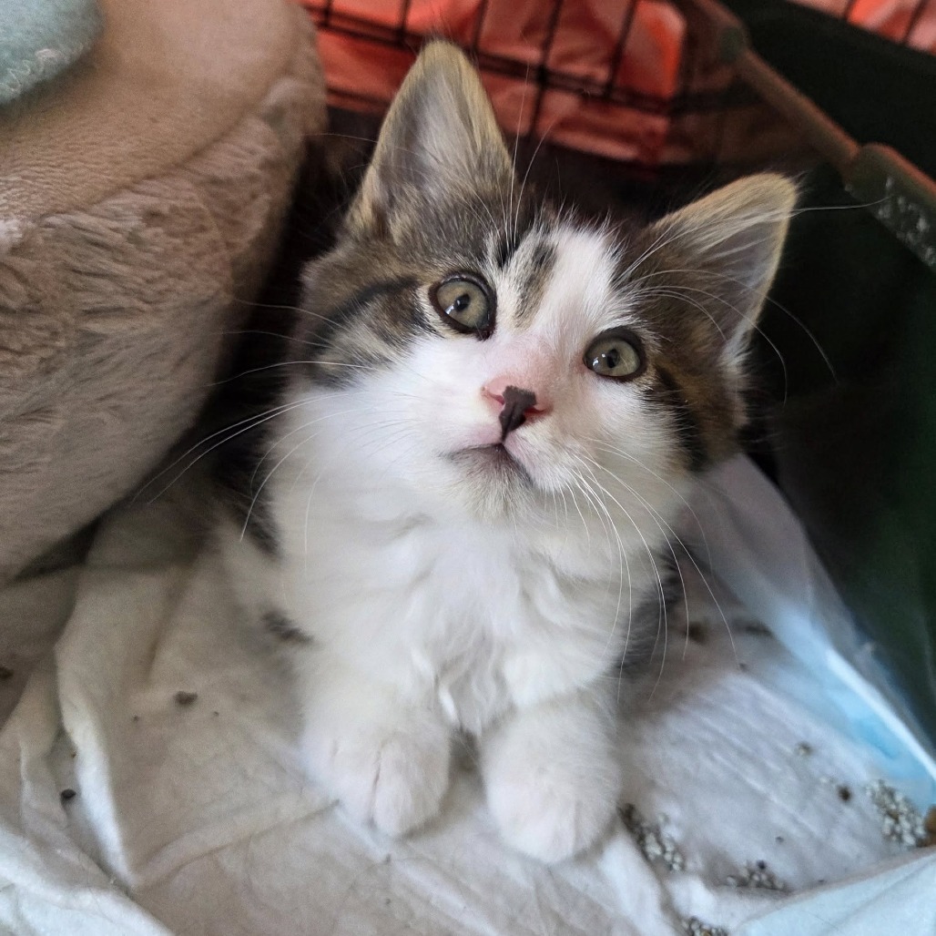 Cedric (paired with Fred)