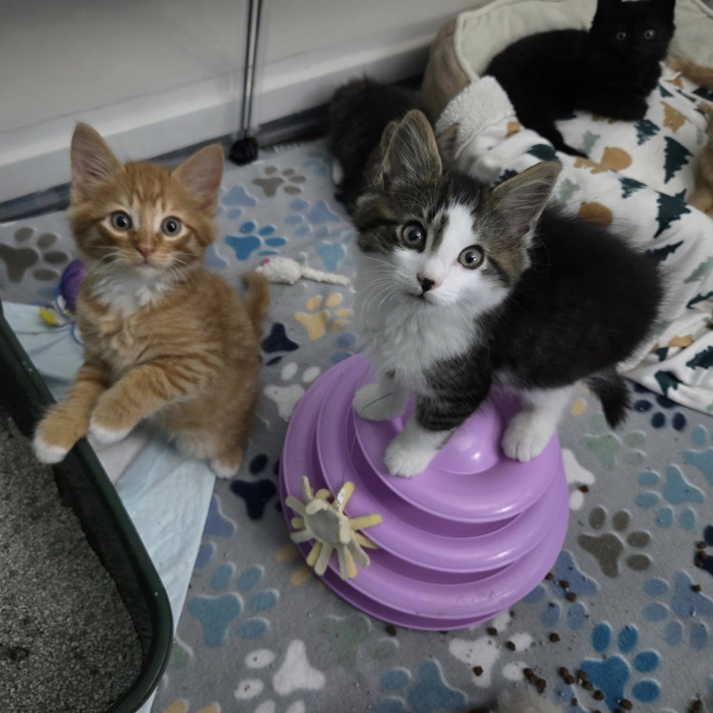 Cedric (paired with Fred)